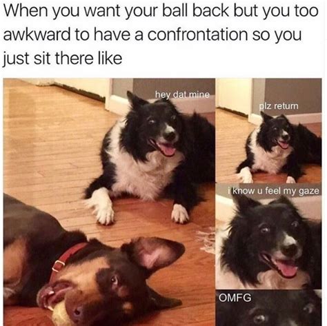 Crisp Good Boy Doggo Memes 22 Memes Funny Sports Memes Funny