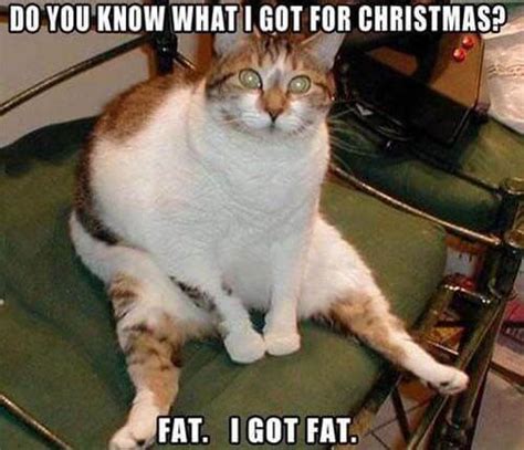 Wanna be part of the redskippa family? fat-cat-meme.jpg | MSAH - Metairie Small Animal Hospital ...