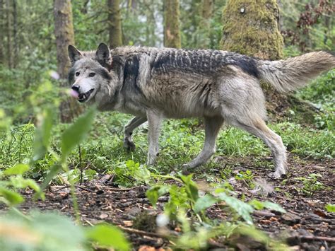 Wolves Giving Birth