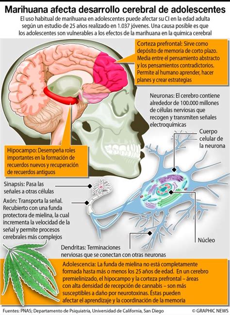 El Efecto De La Marihuana En El Cerebro De Los Jóvenes Tratamiento De