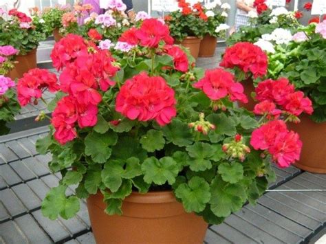 Bedding And Potted Plants Milbergers Landscape And Nurserymilbergers