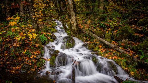 Forest Stream Waterfall During Fall 4k 5k Hd Nature