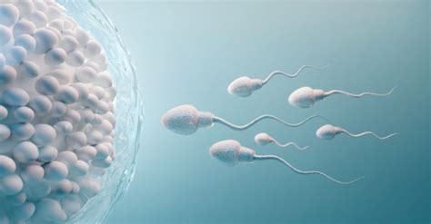 Fertilization What Is It Steps Process And Facts Apollo Hospital Blog