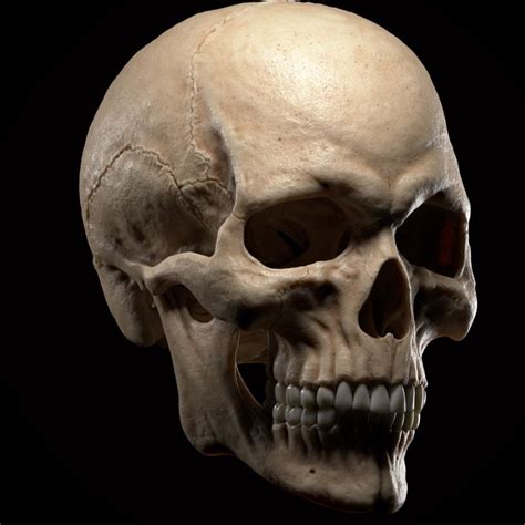Artstation Skull Qolop Tg Skull Reference Human