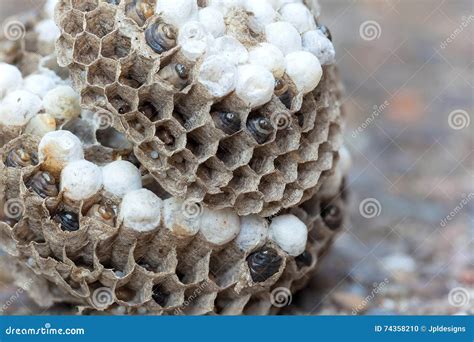 Wasp Nest With Larvae And Eggs Macro Stock Photo Image Of