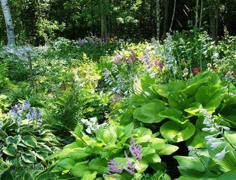 Shade Garden Hostas Astilbe And More Flickr Photo Sharing Forest