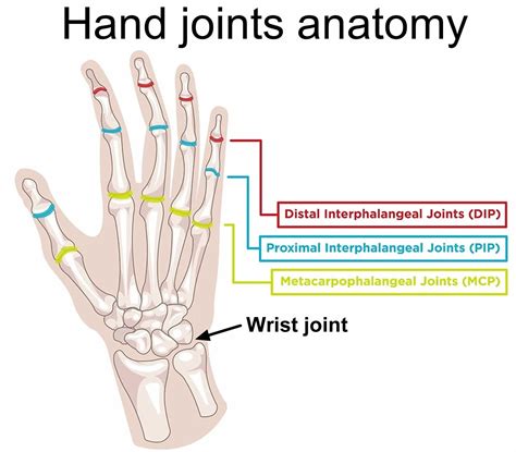 Hand And Wrist Joints