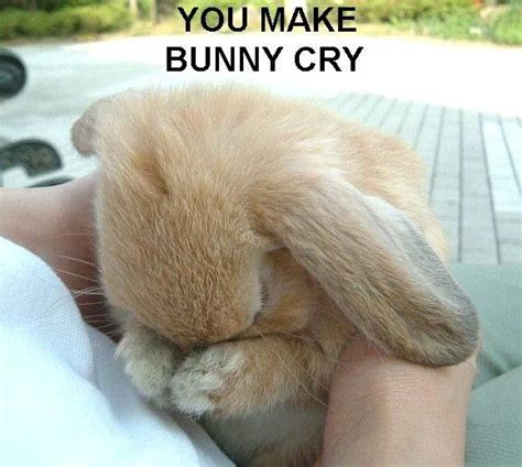 Pin On Sad Bunny