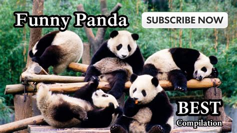 Best Funny Panda Full Compilation Youtube
