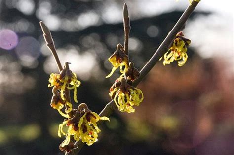 Graham Rice Choose 10 Of His Favourite Winter Flowering Shrubs Rhs