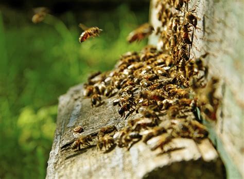 Zur sicherheit sollten sie jedoch bei ihrer gemeinde nachfragen, ob in ihrem wohngebiet eine genehmigung oder die erfüllung weiterer voraussetzungen erforderlich sind. Bienenkiste im Garten: Bienenhaltung aus eigener Hand ...
