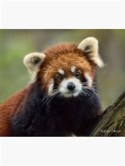 Red Panda Portrait Poster By Lostbear Redbubble