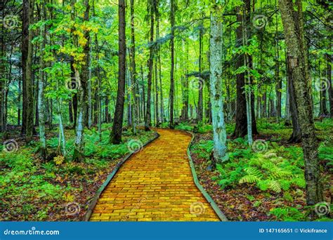 yellow brick road through forest stock image image of wooded fairytale 147165651