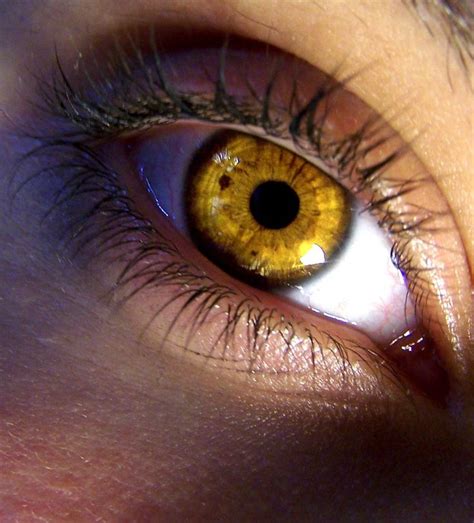 17 Best Ideas About Yellow Eyes On Pinterest Golden Eyes Faces And