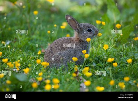 Rabbit Oryctolagus Cuniculus Feeding On Flowers Of Creeping
