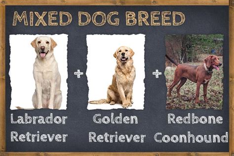 Labrador Golden Retriever And Redbone Coonhound Mix Redbone Retriever