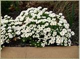 Evergreen Plants With White Flowers Photos