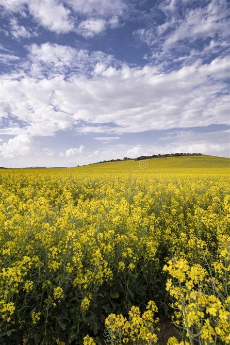 Fields Of Flowering Rapeseed Under A Blue Sky With Clouds Meadows With