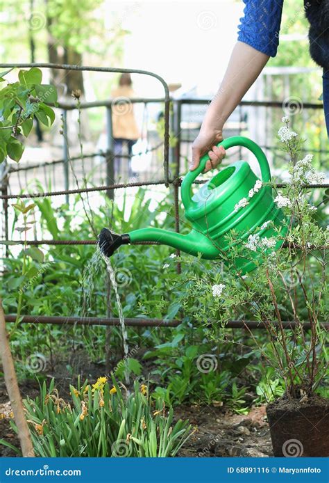 Woman In Gardening Waters Flowers Stock Photo Image Of April Summer
