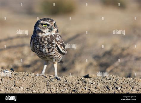Burrowing Owl Athene Cunicularia Outside Its Burrow In Central