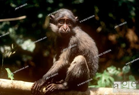 Sooty Mangabey Monkey On Branch Cercocebus Atys Gola Rainforest
