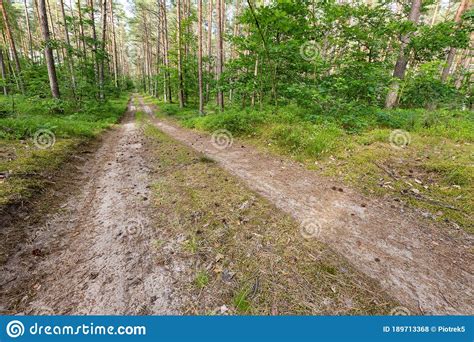 Dirt Road Leading Through The Forest Coniferous Forest In Central