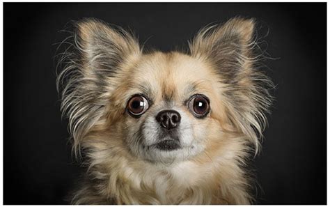 Photo Collection Captures Dogs Posing With Human Like Expressions