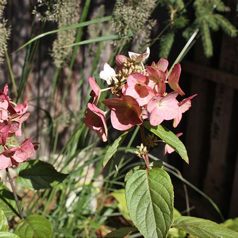 Welche erde braucht die pflanze? Rispenhortensie 'Mega Mindy' ® - Hydrangea paniculata ...
