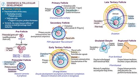 Embryology Oogenesis And Follicular Development Ditki Medical