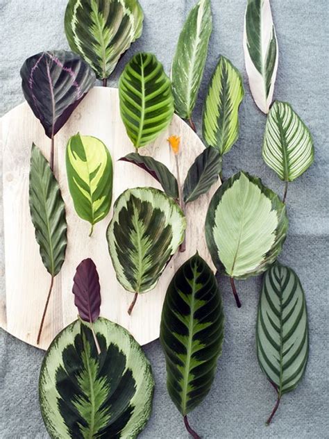 Sure, prayer plants boast beautiful, broad leaves with variegated shades of green, but here's what's prayer plants (also called maranta) require specific care, but when they receive it, they are happy and. Prayer Plant: Cat-Friendly Plants Arrangement Ideas for ...