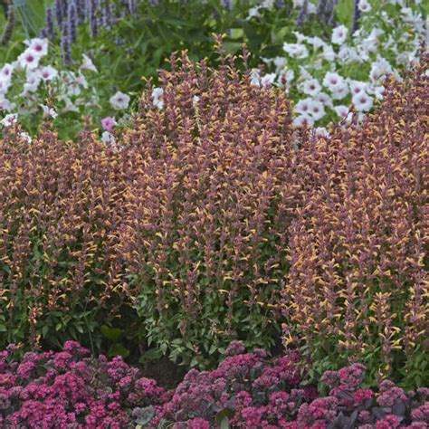 Photo Essay Extremely Drought Tolerant Perennials Perennial Resource