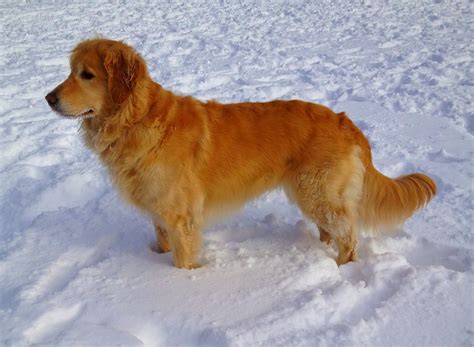 While a golden retriever mix may share common physical traits and temperament with golden retrievers, any number of. 7 Golden Retriever Allergies and Side Effects - Allergy ...