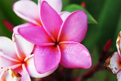 Hawaiian Tropical Flowers | Oceanic Chic: Pink Hawaiian Flowers | Hawaii flowers, Flowers ...