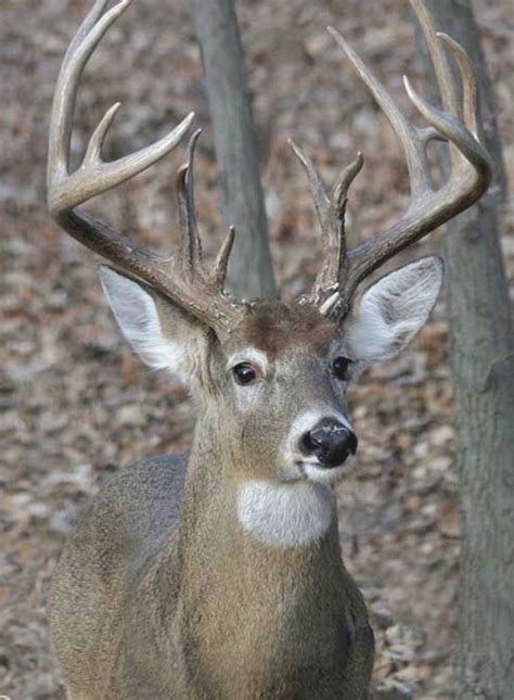 Great Whitetail Buck Beautiful Face And A Large Rack Of Antlers Hope