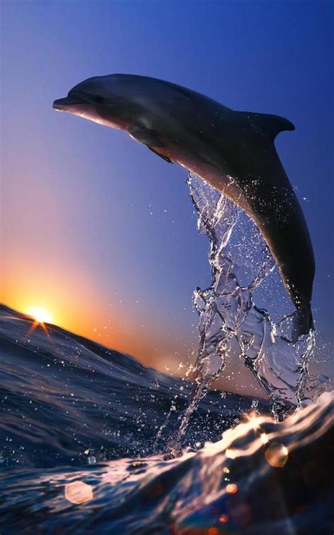Dolphins Live Wallpaper Apk Download Free