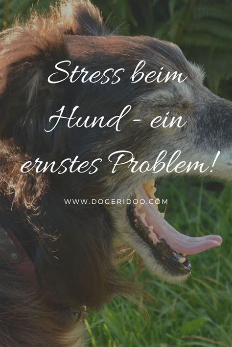 Stress Bei Hunden Ein Ernst Zu Nehmendes Problem Hunde Gesunde