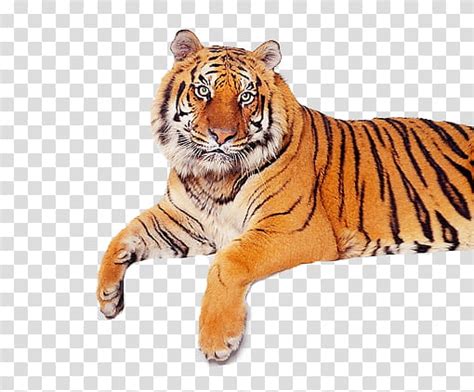 Brown Tigers Clip Art Library