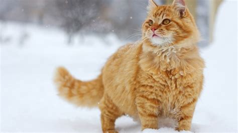 Young Orange Tabby Cat In The Snow Description From