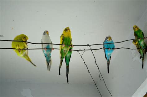 Parakeets Sitting Free Stock Photo Public Domain Pictures