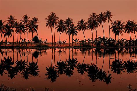 Palm Trees Reflection Photograph By © Arvind Balaraman