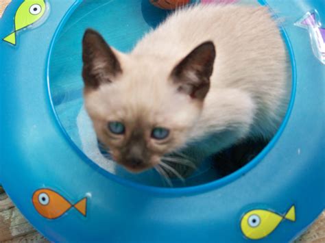 Jyck, a seal point kitten. Siamese Cats, Pretty Cats, Balinese, Feline