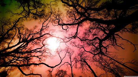 Wallpaper Sunlight Trees Forest Sunset Nature Reflection Sky