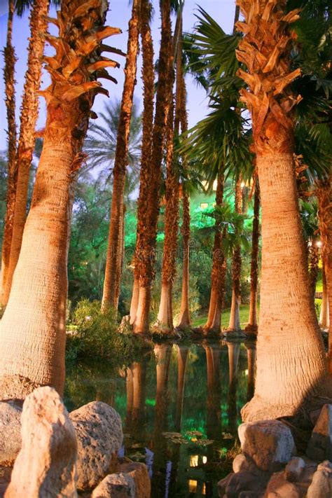 Palms In The Desert Stock Image Image Of Trees Rocks 2027641