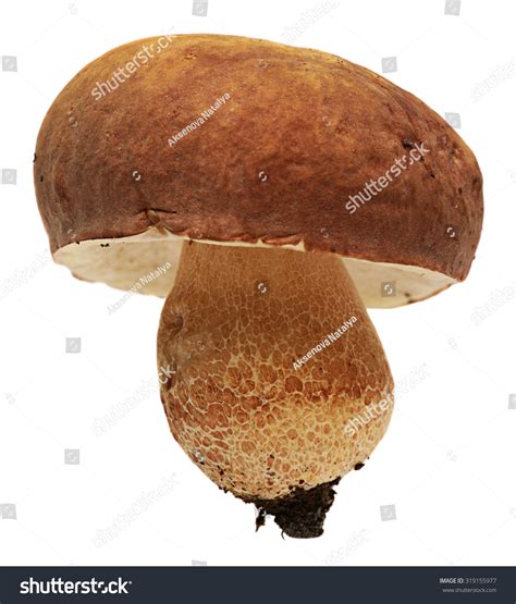 Boletus Satanas Poisonous Mushroom Isolated On White