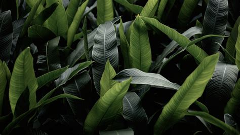 Download Wallpaper 3840x2160 Leaves Green Macro Plant