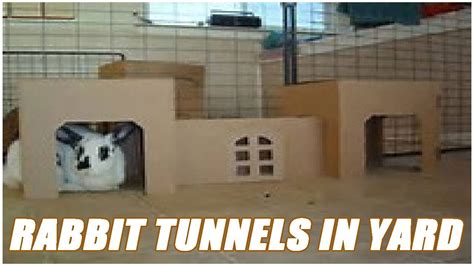 Rabbit Tunnels In Yard Youtube