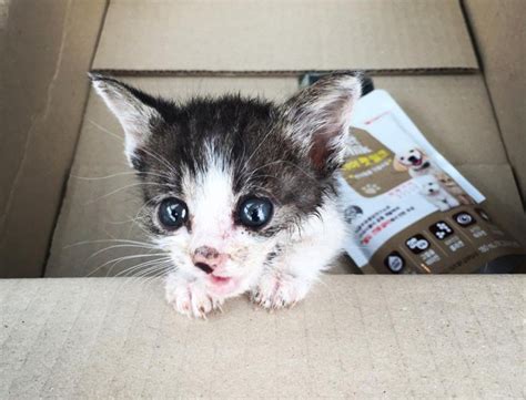 We did not find results for: Injured Stray Kitten Walked Up To A Couple Crying For Help!