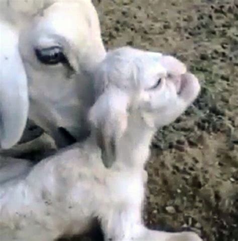 Lamb Born With Human Like Face Terrifies Village In Russia Video