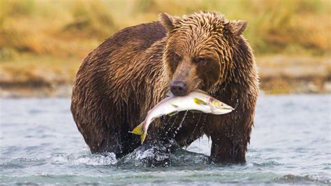 Natures Best Eating Competition Brown Bears