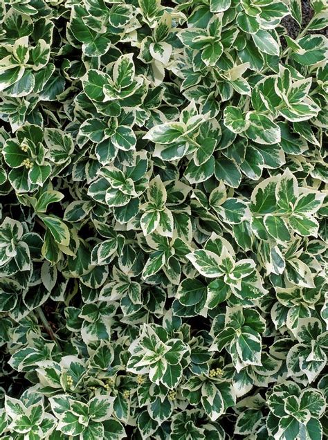 Euonymus Fortunei Emerald Gaiety Photograph By Geoff Kiddscience